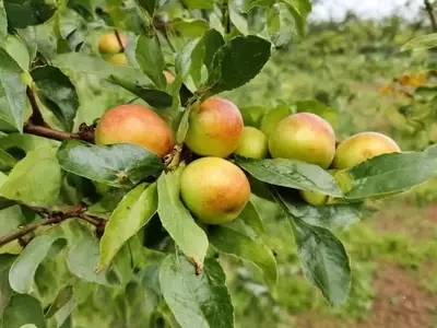 Cultivo de Frutales en Maceta: Guía Esencial para Balcones y Terrazas Urbanas