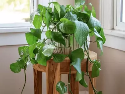 Guía Completa para el Cuidado del Pothos: La Planta Perfecta para Novatos
