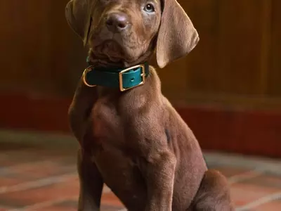 Online Debate Over Scooby-Doo's Appearance in New Live-Action Series
