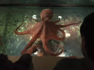 Bringing Marcellus to Life: The VFX Journey of 'Remarkably Bright Creatures'