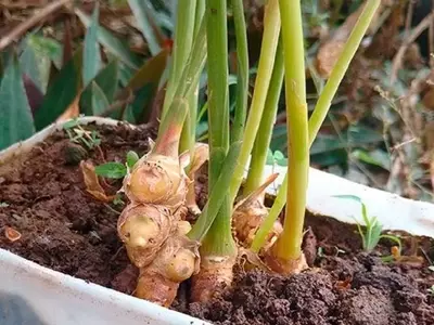 Guía Completa para el Cultivo de Jengibre en Casa
