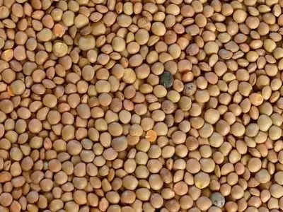 Suiza Impulsa el Cultivo de Lenteja Ecológica para Satisfacer la Demanda de Proteínas Vegetales