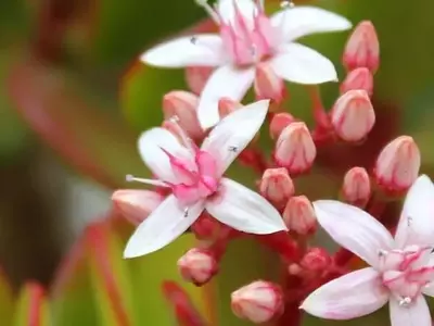 La intrincada comunicación de las plantas: un universo sensorial
