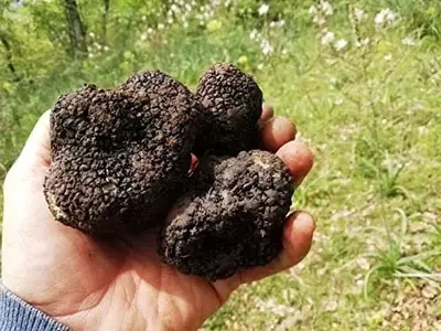 Argentina Invierte en el Cultivo de Trufa Negra: Un Proyecto Agroforestal de Alto Valor en Río Negro