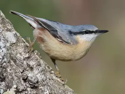 El impacto ambiental de las plantaciones de eucaliptos en las aves de Galicia