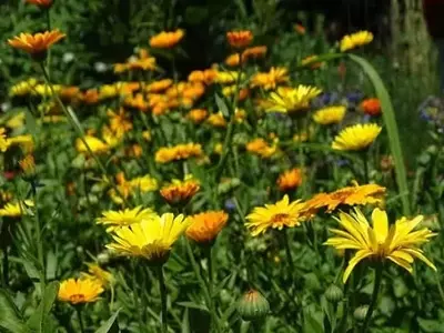 Flores aliadas: Protección natural para tu huerto