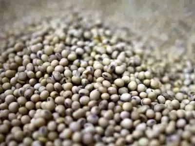 Argentina Refuerza el Control sobre Variedades de Semillas para Impulsar la Innovación Agrícola