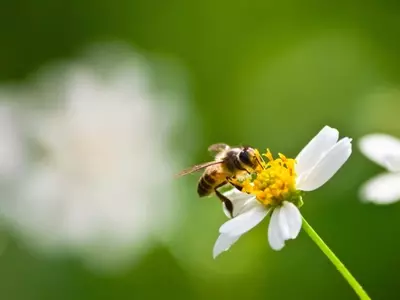 El Vital Papel de los Jardines Privados en la Preservación de Insectos