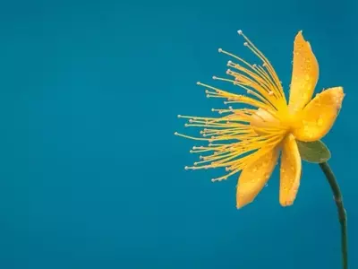 Hipérico: La Maravillosa Planta del Sol con Poderes Curativos