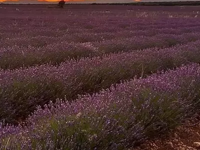 Brihuega: Un Espectáculo Violeta de Lavanda y Cultura