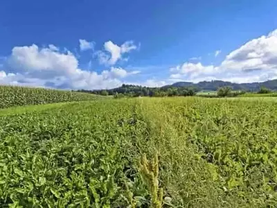 Arado vs. Siembra Directa: Tres Décadas de Investigación Agrícola en Suiza
