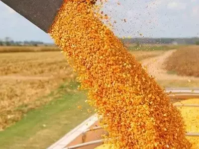 Revolución Genética en el Maíz: Elevando la Proteína sin Sacrificar el Rendimiento