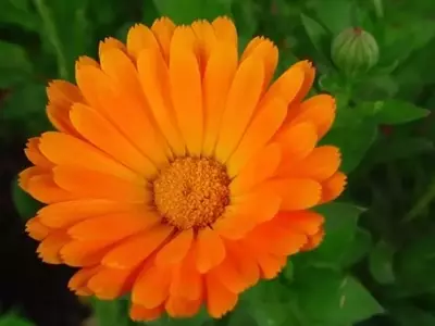 Descubriendo el Osteospermum Ecklonis: La Resplandeciente Margarita del Cabo