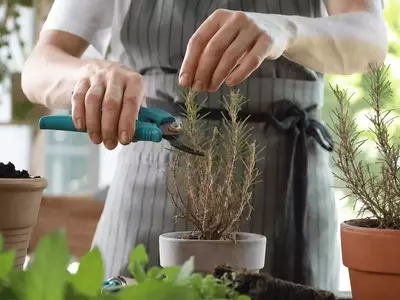 Revitalización de Hierbas Aromáticas Leñosas: Guía Completa para un Jardín Duradero