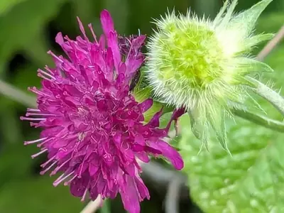 Descubriendo la Scabiosa: La Flor Olvidada que Transforma tu Jardín en un Santuario de Mariposas