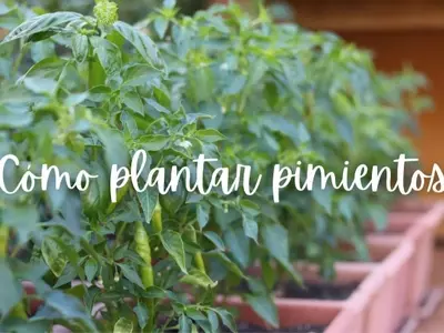 Cultivo exitoso de pimientos en maceta: una guía completa