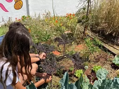 Revolución Verde en las Aulas: El Auge de los Huertos Escolares Ecológicos en España