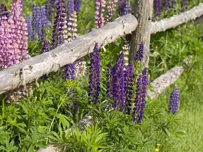 Guía Definitiva para Crear un Jardín Aromático Impresionante
