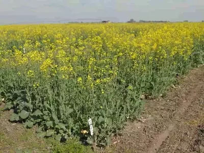 Cultivos Oleaginosos de Invierno: Colza, Carinata y Camelina en Argentina