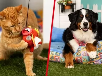 New 'Pokémon Playful Partners' Collection Launched for Pet Owners