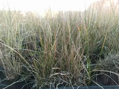 Potenciando la Biodiversidad del Jardín con Plantas Medicinales y Aromáticas