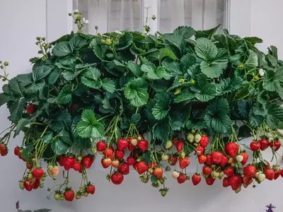Cosecha de Fresas en Espacios Urbanos: Técnicas Avanzadas y Cuidados Esenciales