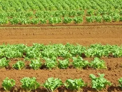 La Agricultura Ecológica: Un Escudo contra la Crisis Energética Global