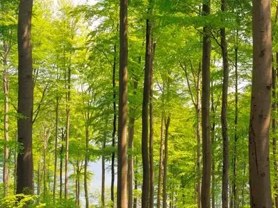 La Gestión Forestal Sostenible como Pilar de la Resiliencia Europea