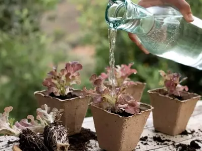 Transforma Desechos en Vida: Guía Completa para Fertilizantes Líquidos Orgánicos Caseros