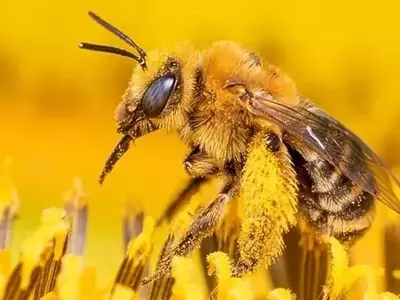 Más Allá de la Jalea Real: El Rol Crucial de la Arquitectura de la Celda en la Formación de la Abeja Reina