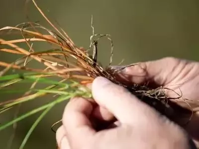 Innovación de Syngenta: Authence, el Herbicida Revolucionario contra Malezas Resistentes en Argentina