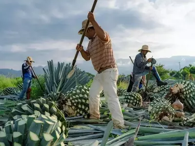 The Enhanced Paloma: A Refreshing Tequila Cocktail