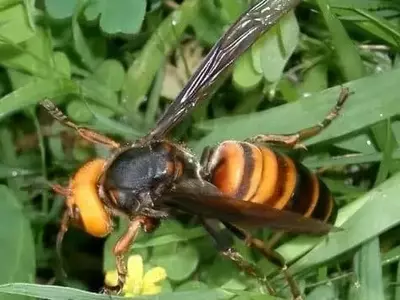 Detectan la aparición de las primeras obreras de avispones orientales en Córdoba