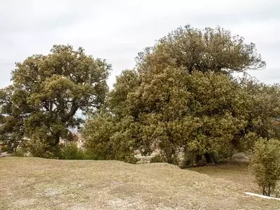 La Resiliencia de la Naturaleza: El Bosque Renacido Tras la Peste Negra del Siglo XIV