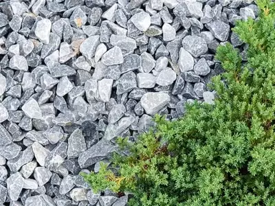 Transforma tu Jardín con Plantas Tapizantes: Una Alternativa Sostenible al Césped