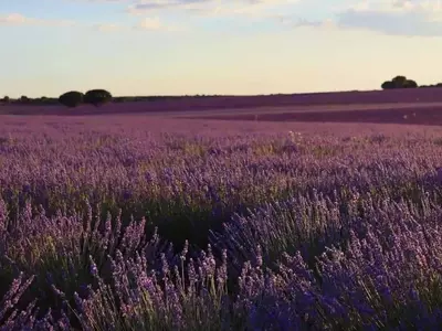 Brihuega: Un Espectáculo Violeta de Lavanda entre Música, Arte y Naturaleza