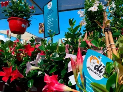 Dénia se Transforma en el Epicentro Nacional de la Dipladenia