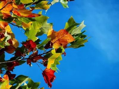 Secretos para un Jardín Exuberante: Guía Completa de Cuidado y Mantenimiento