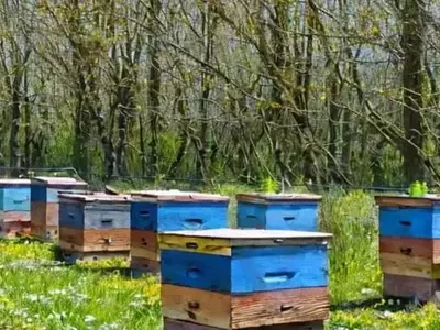 Las Colmenas de Abejas Refuerzan la Productividad Agrícola frente a la Reducción de Polinizadores Silvestres