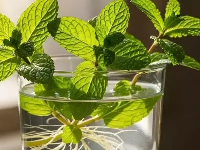 Guía Completa para el Cultivo y Mantenimiento de la Menta: Métodos Tradicionales y Modernos
