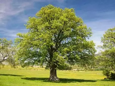 El Roble: Un ￁rbitro Silencioso que Impulsa la Biodiversidad del Bosque Mediterráneo