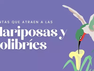 Creando un Santuario Vibrante para Mariposas y Colibríes: Guía Floral
