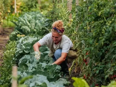 Dominando el Arte del Cultivo de Melones: Estrategias para una Cosecha Exitosa