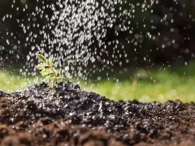 Guía Óptima para el Riego de Jardines en Verano