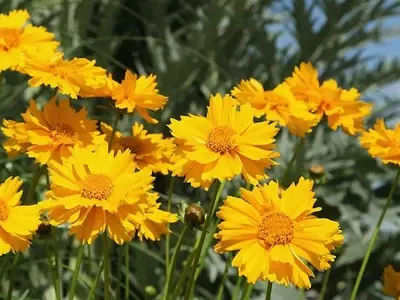 Guía Completa para Cultivar Coreopsis y Llenar tu Jardín de Color