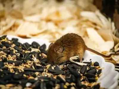 Plaga de ratones en Australia Occidental: Impacto agrícola y perspectivas de alivio