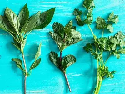 Reviving Wilted Herbs: A Guide to Crafting Flavorful Herb Oils