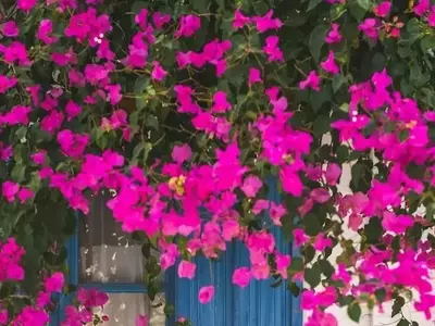 Guía Completa para el Cuidado Óptimo de la Buganvilla y una Floración Espléndida