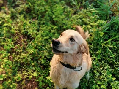 Plantas Comunes: Un Peligro Oculto para Mascotas