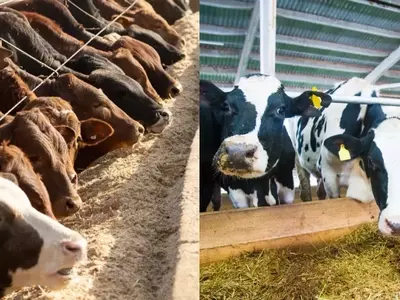 Transformación Sostenible: Purines y Biogás Impulsan la Agricultura Española